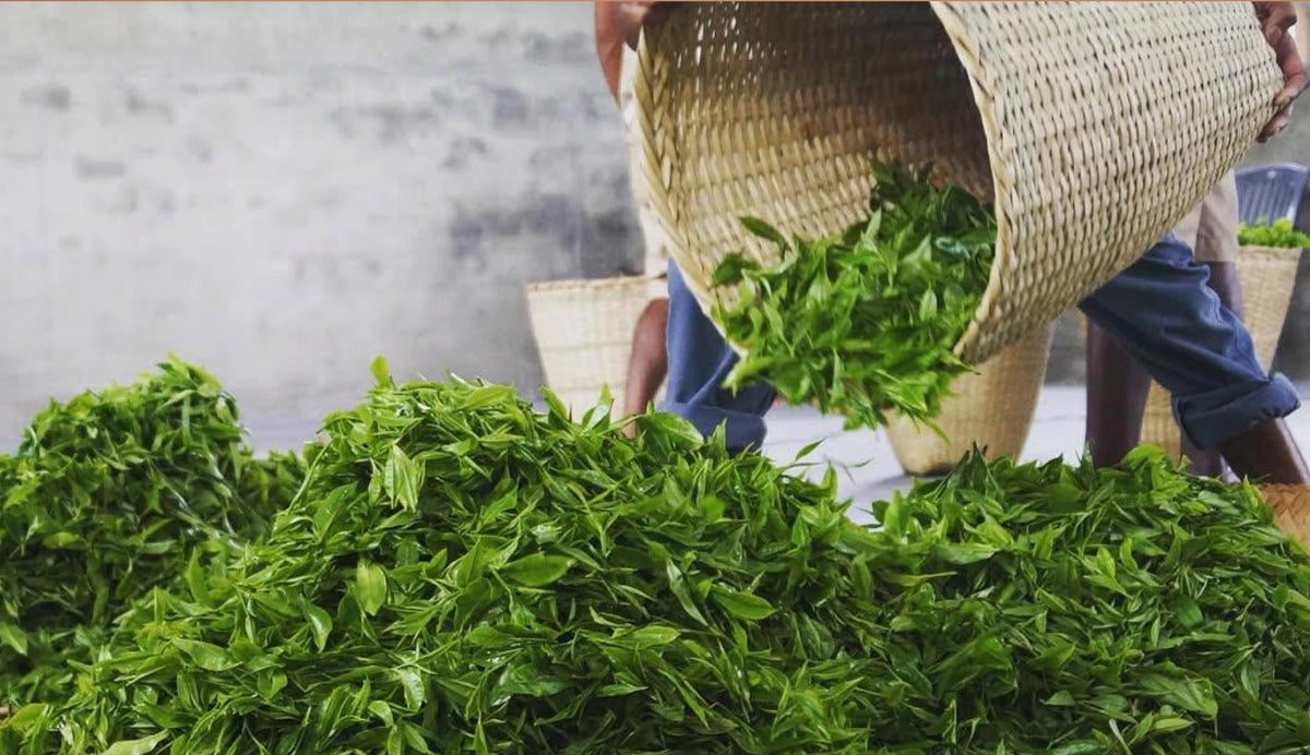 Chang's Organic Tea Leaves