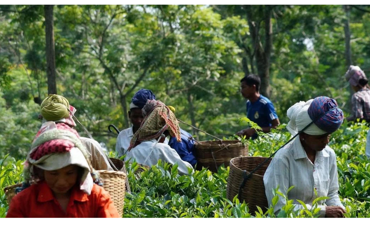 Chang's Organic Tea Plantation in Assam