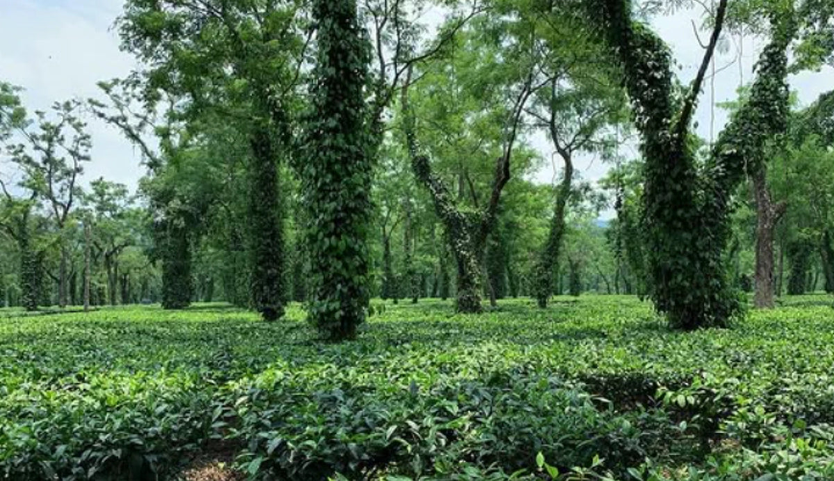 Chang's Organic Tea Plantation