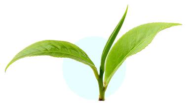 Tea Leaves