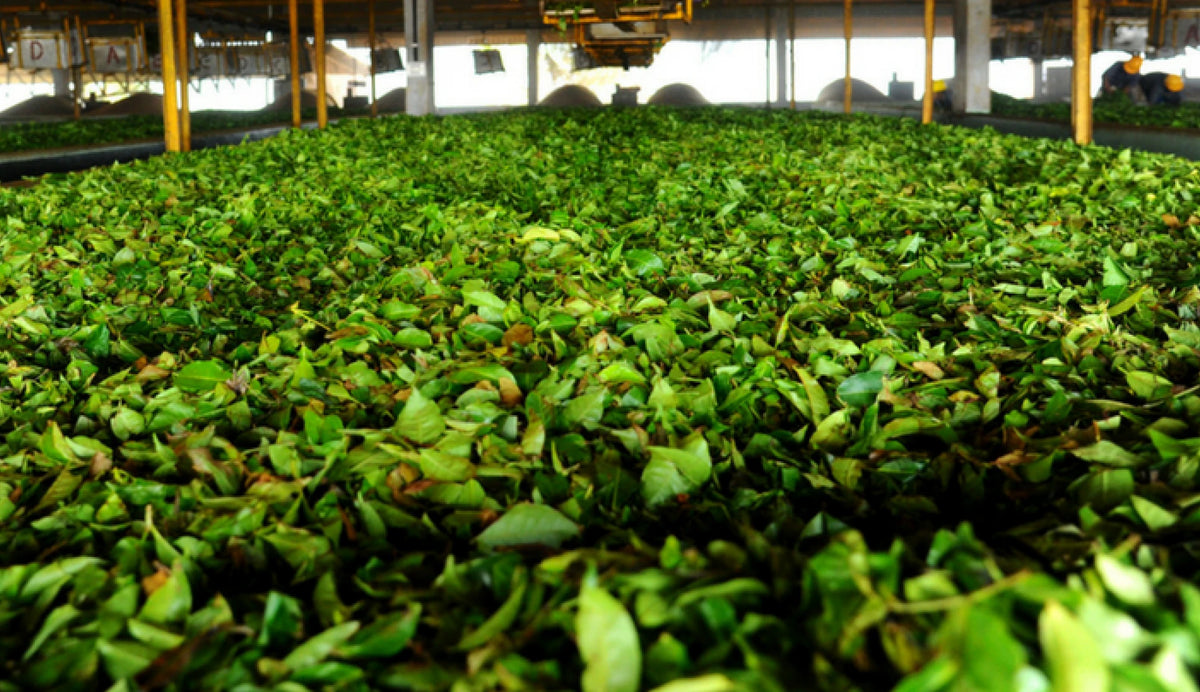 Freshly Harvested Harrisons Green Tea Leaves