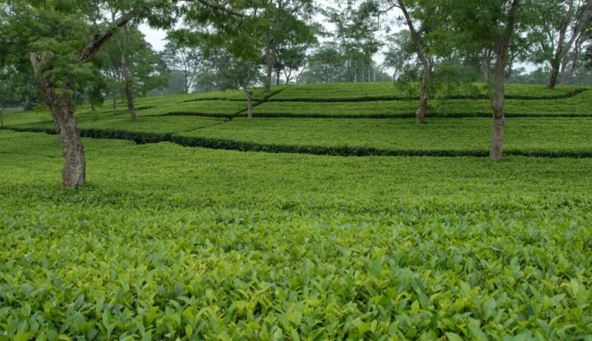Gamusa Origins Tea Plantation