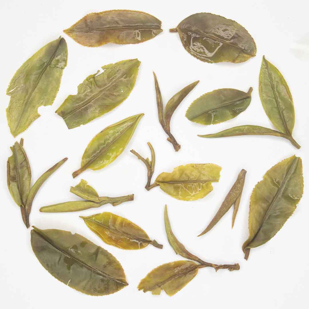 Gopaldhara Moondrop First Pick Darjeeling First Flush Oolong Tea Infusion