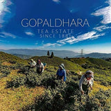 Gopaldhara Darjeeling Green Tea Elixir – Pyramid Tea Bags