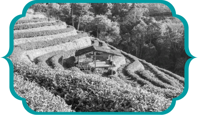 About Tea Mill
