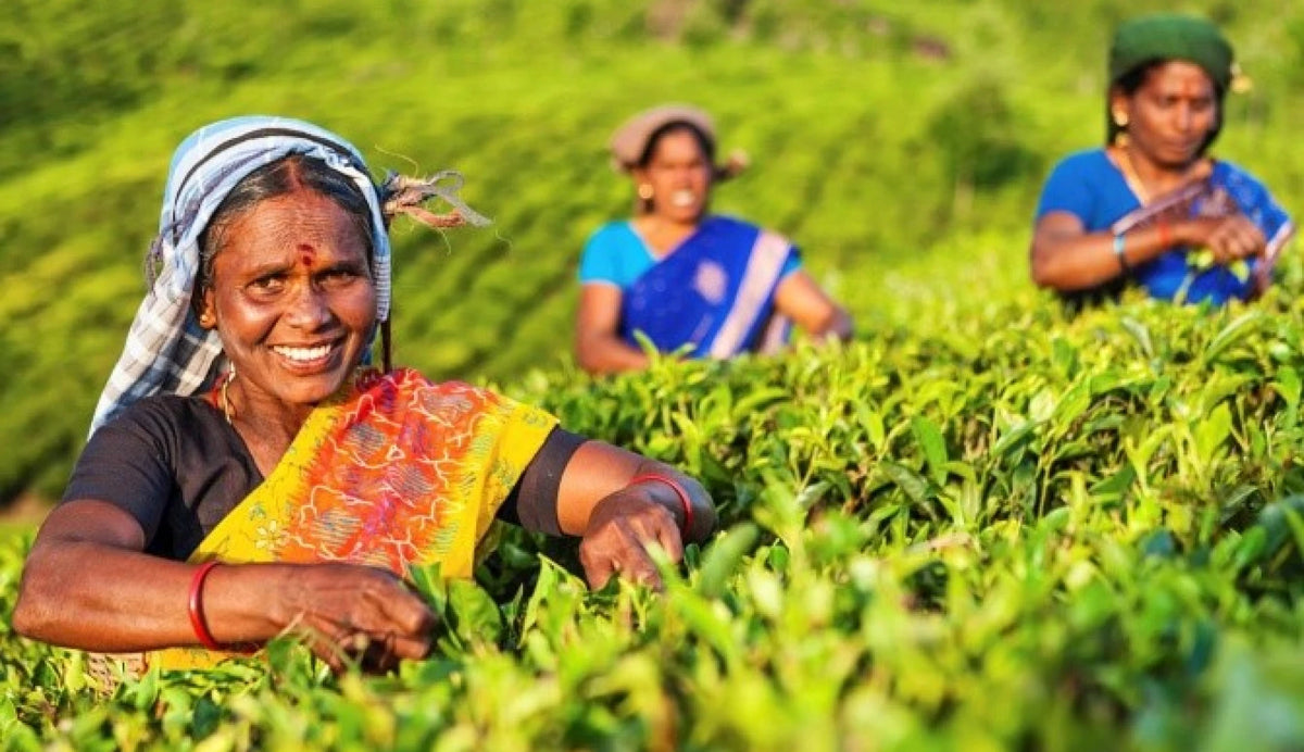 Harrisons Malayalam Tea Plantation in Kerala