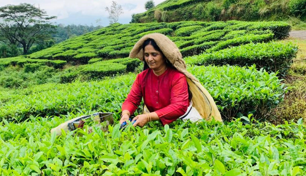 Harrisons Malayalam Tea Plantation