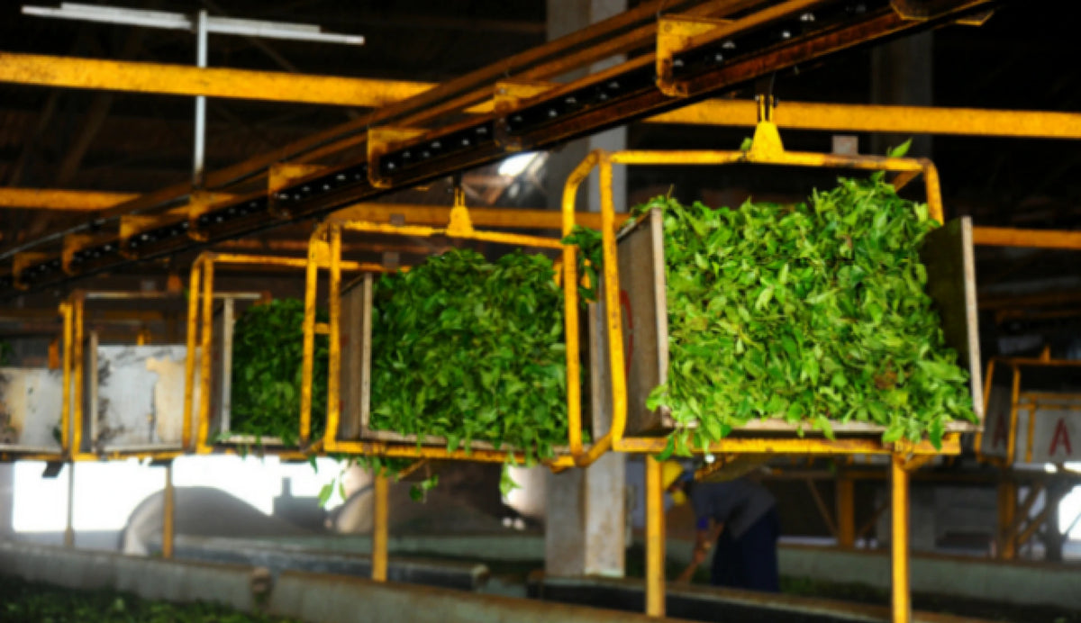 Harrisons Tea Processing