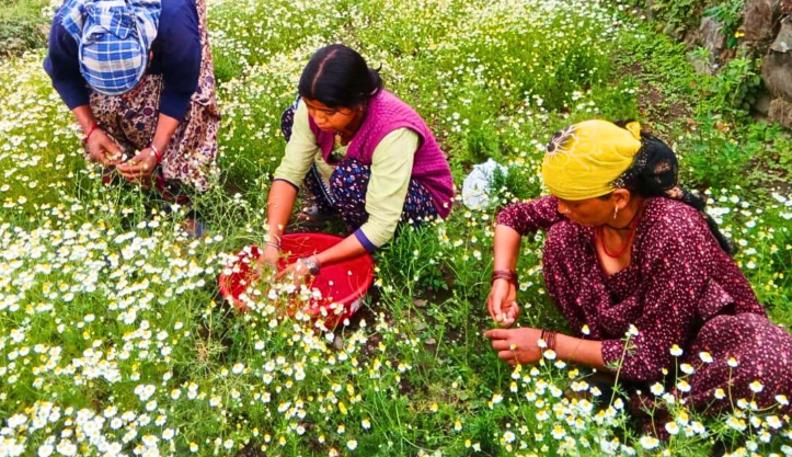 Harvesting Chamomile Flower
