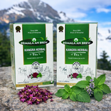 Himalayan Brew Kangra Green Tea with Basil, Mint and Rhododendron for Everyday Wellness  – Tea Bags – Pack of 2