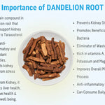 Importance of Dandelion Root