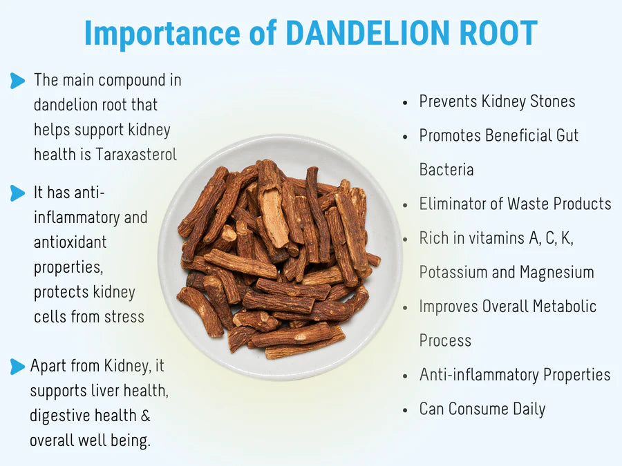 Importance of Dandelion Root