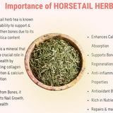 Importance of Horsetail Herb