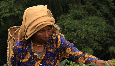 Indian Tea Plantation by Bagicha by Jayshree Tea