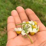 Jaivik Uttarakhand Chamomile Herbal Infusion for a Night of Deeper Rest