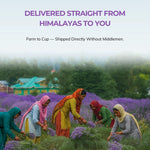 Kangra Green Tea Lavender Infusion Herbal Tea for Immunity From The Purple Himalayas