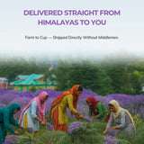 Kangra Green Tea Lavender Infusion Herbal Tea for Immunity From The Purple Himalayas