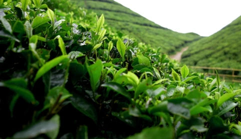 Karma Kettle Green Tea Leaves