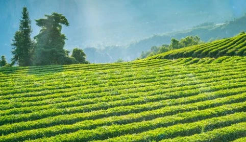 Karma Kettle Tea Plantation