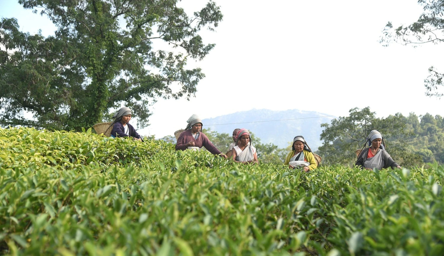 Leaf n Lips Tea Harvest in Indian Tea Gardens