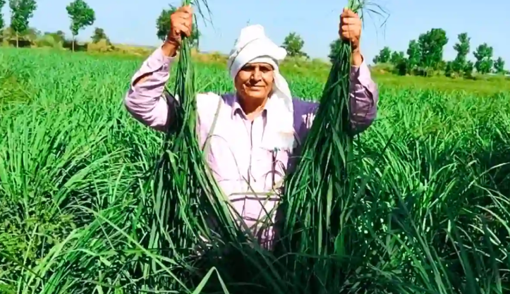 Lemongrass Khet