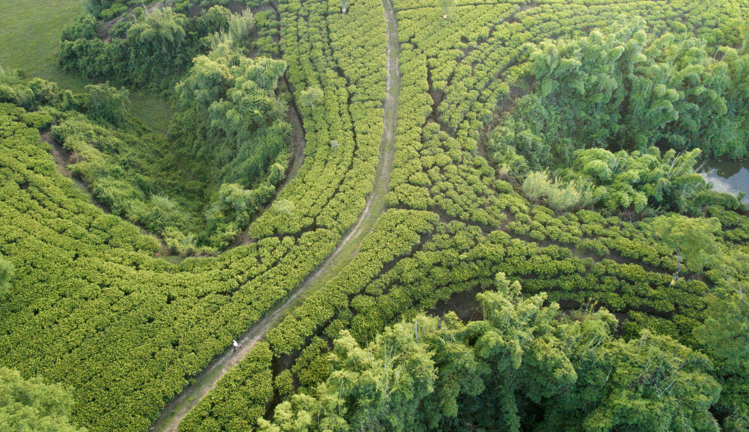 Luxmi Tea Plantation