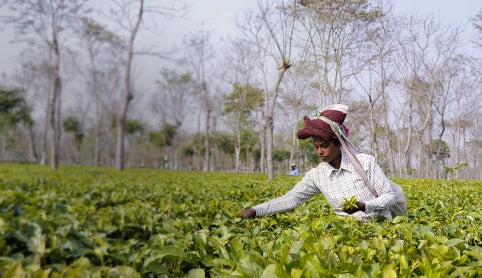 Majherdabri Tea Estate in Dooars