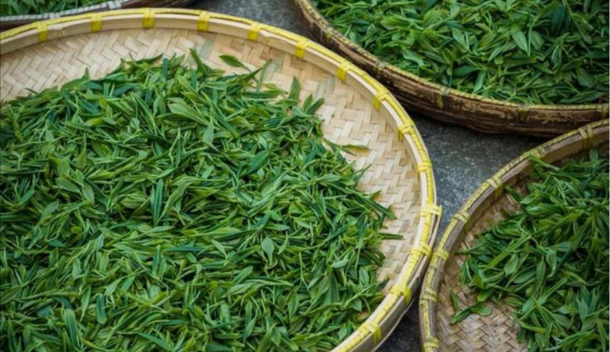 Moitree Fresh Tea Leaves