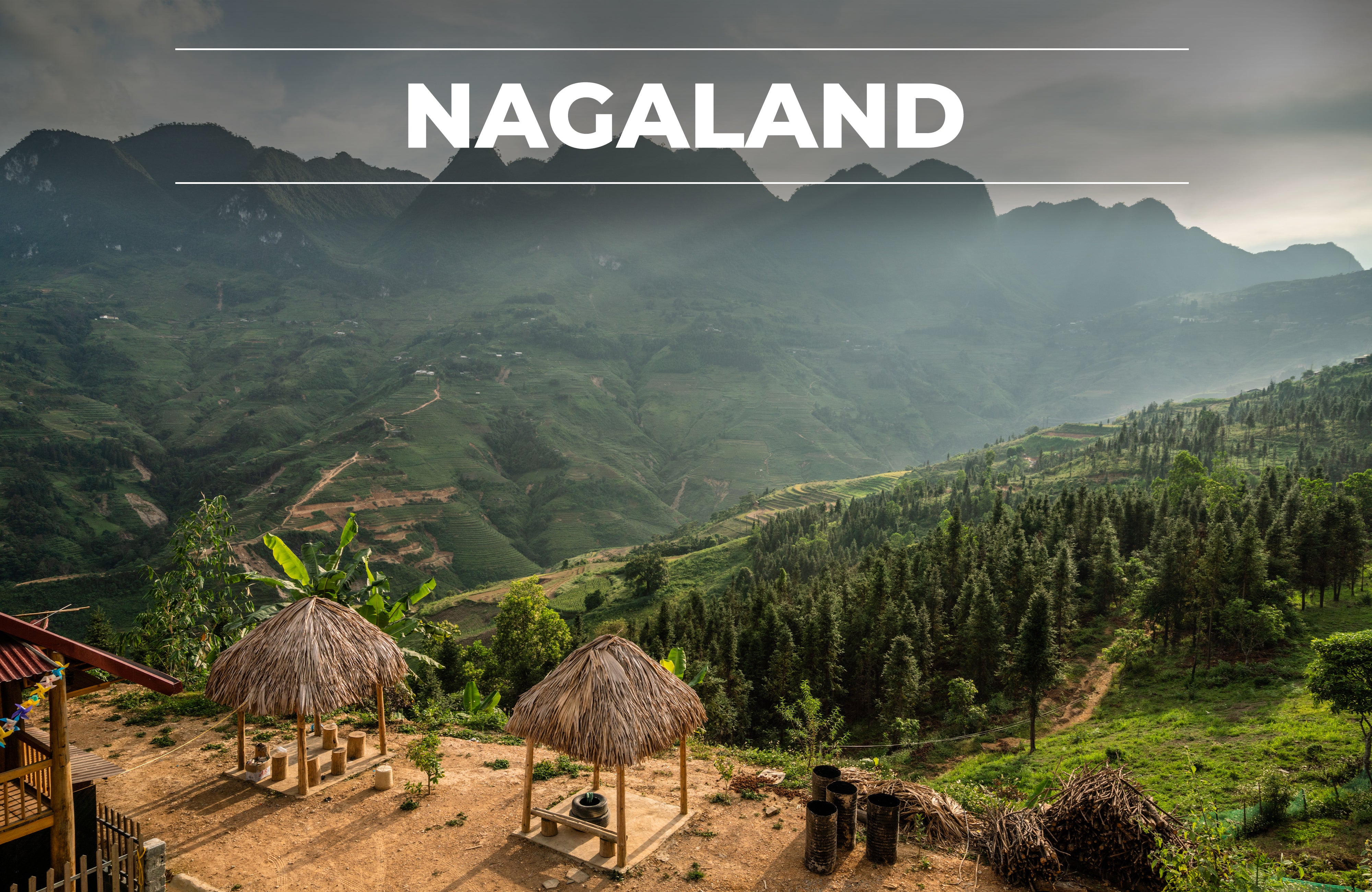 Nagaland Tea Region