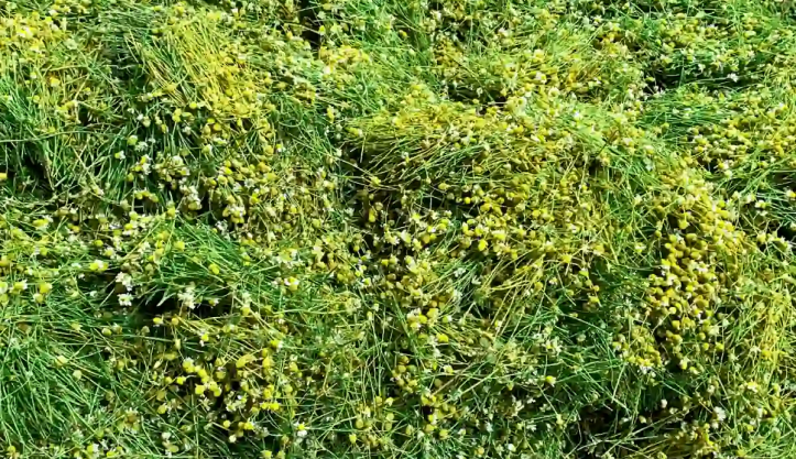 Natural Chamomile