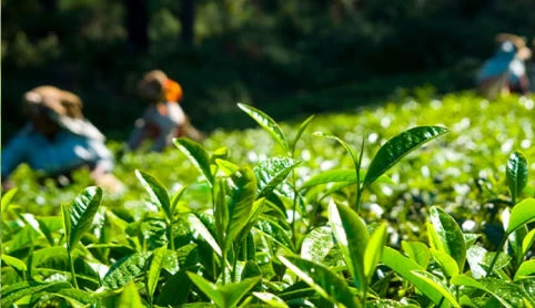 Pembroke Tea Plantation