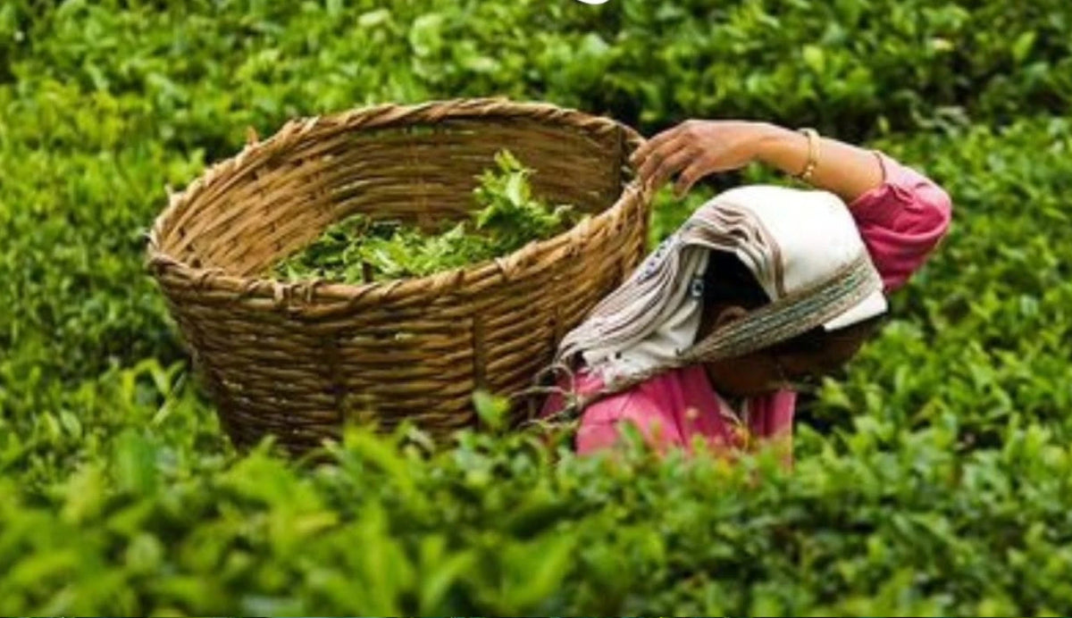 Premium Nectar Tea Leaves