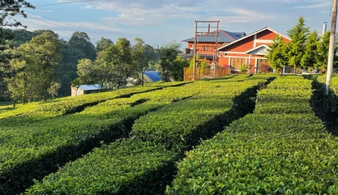 Raipur Tea Estate Kangra