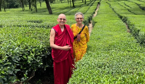 Raipur Tea Estate from Kangra