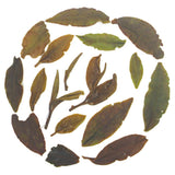 Rohini Darjeeling Autumn Flush Jethikupi Frosted Oolong Tea – Crafted From B157 Clones
