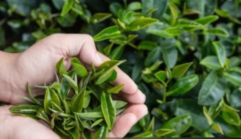 Soulsip Tea Leaves