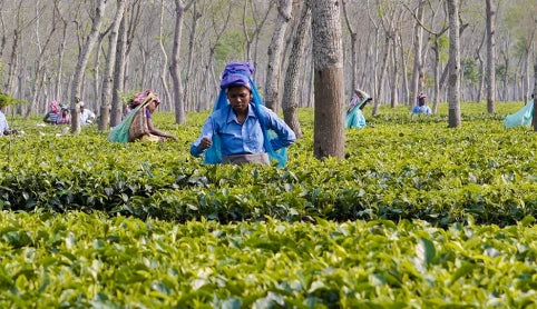 Dooars Tea Plantation at Majherdabri Tea Estate