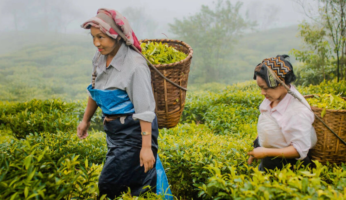 Tea Plantation in Arunachal Pradesh