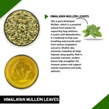 Teacurry Himalayan Mullein Infusion for Respiratory Wellness - Pyramid Bags
