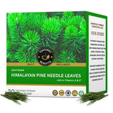 Teacurry Himalayan Pine Needle Infusion for Immunity, Skin & Natural Wellness - Pyramid Bags