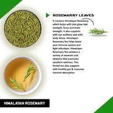 Teacurry Himalayan Rosemary Infusion for Brain, Immunity & Digestive Wellness - Pyramid Bags