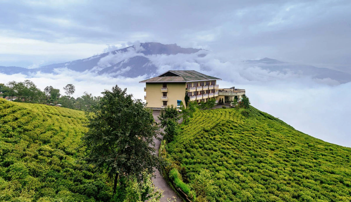 Temi Tea Estate Sikkim
