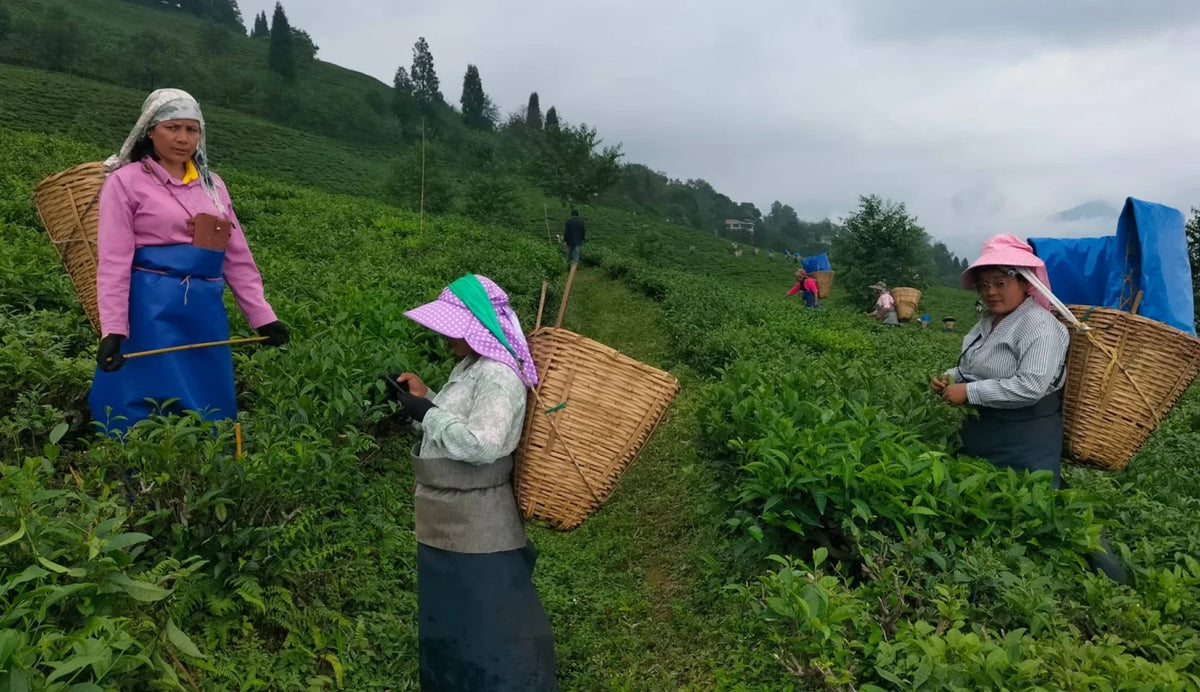 Temi Tea Estate
