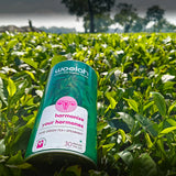 Woolah Rare Assam Green Tea with Spearmint