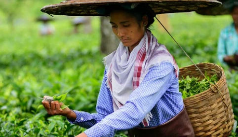 Worker Plucking 1950 Origins Tea Leaves