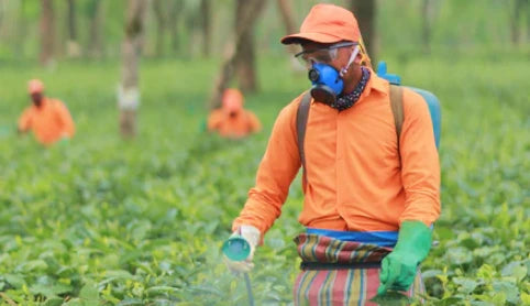 Worker Spraying Tea Plants in the 1950 Origins Tea Garden