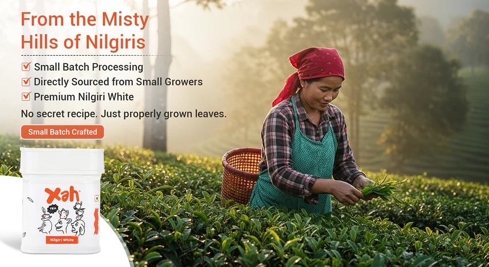 Xah Handcrafted Nilgiri White Tea Sourced from Small Tea Growers