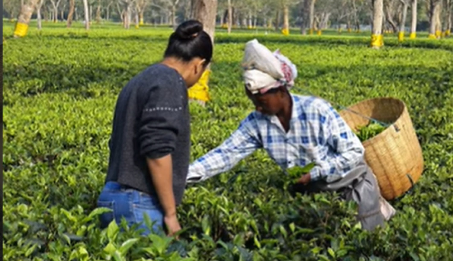Xah Tea