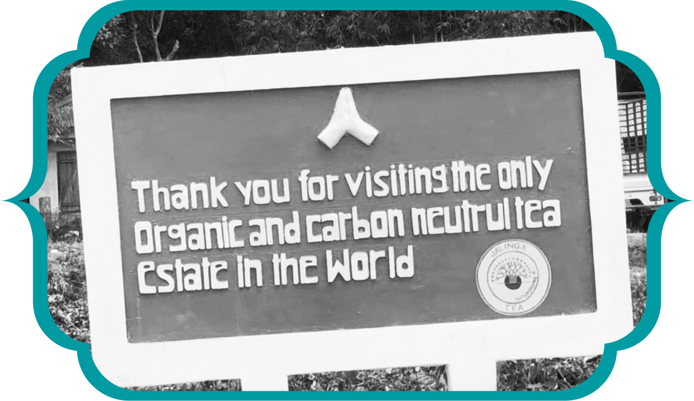 Jalinga- carbon-neutral tea estate