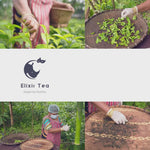 Elixir Premium Green Tea